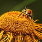 Hummel zu Besuch...