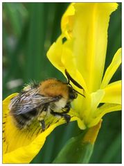 Hummel zu Besuch