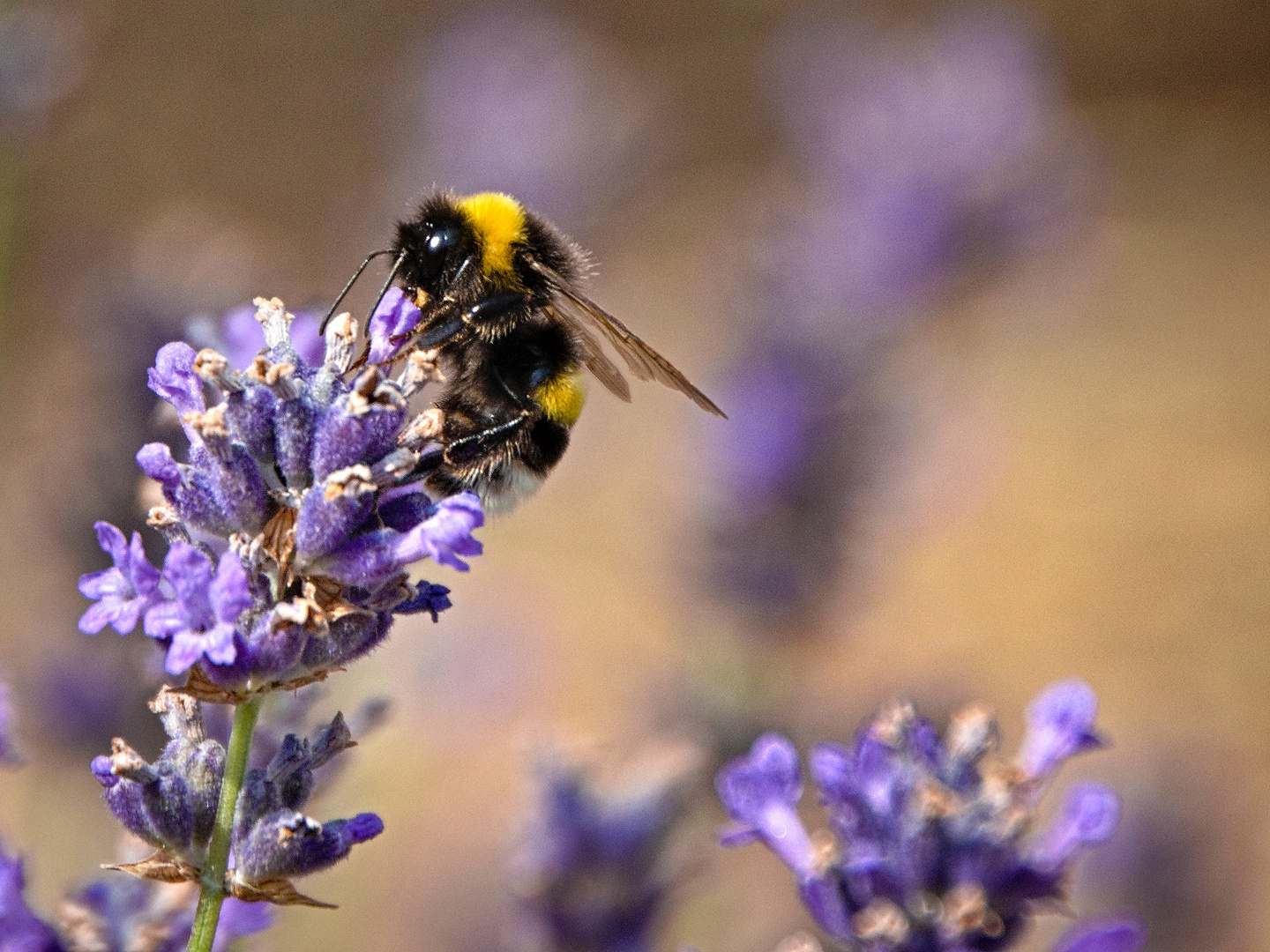 Hummel zu Besuch