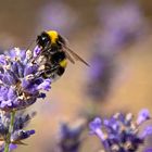 Hummel zu Besuch