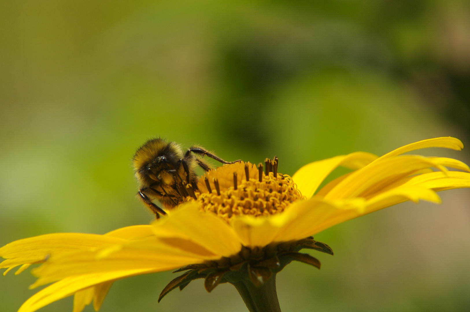 Hummel zu Besuch