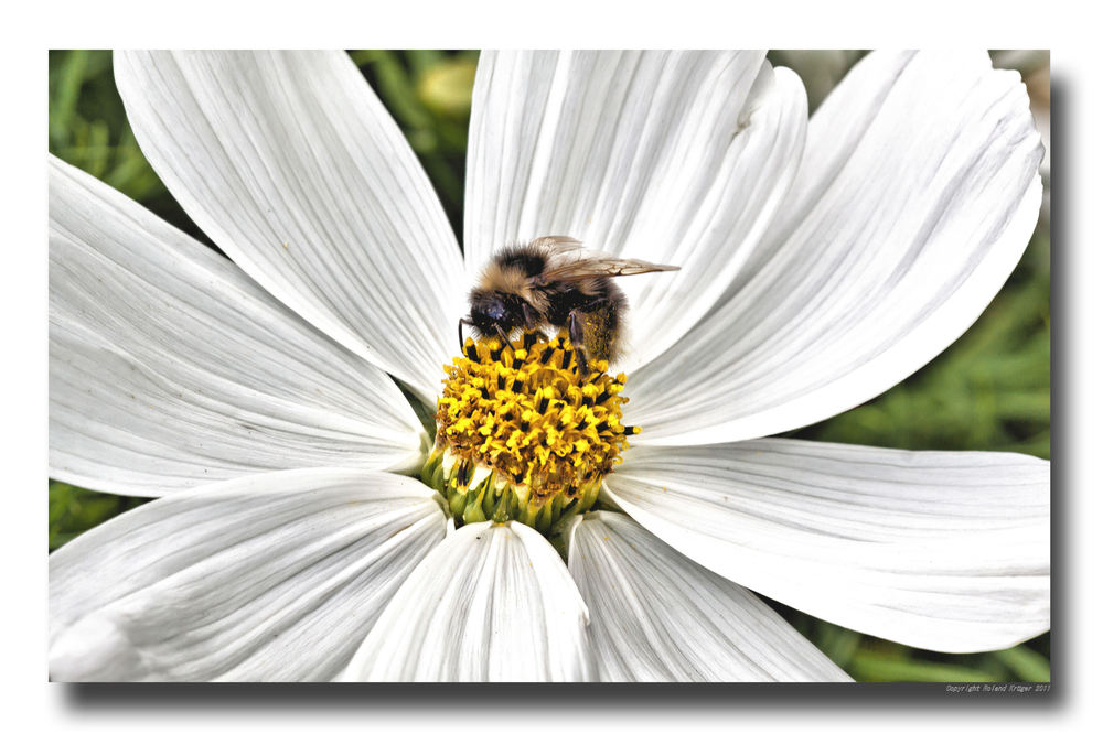 Hummel zu Besuch