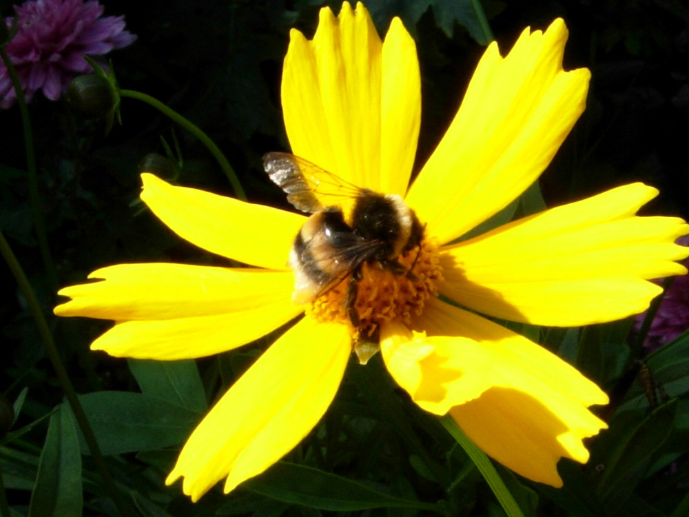 Hummel zu Besuch