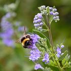 Hummel zu Besuch