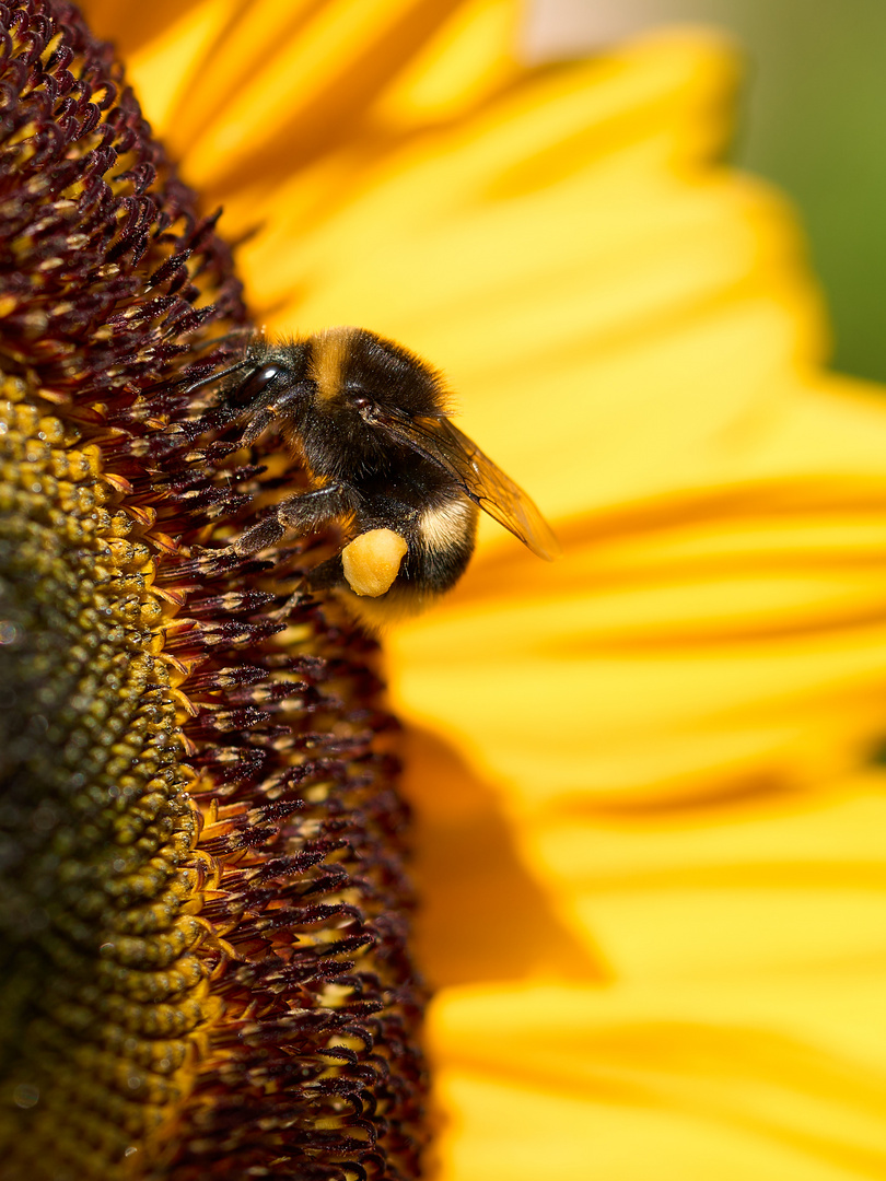 Hummel zu Besuch