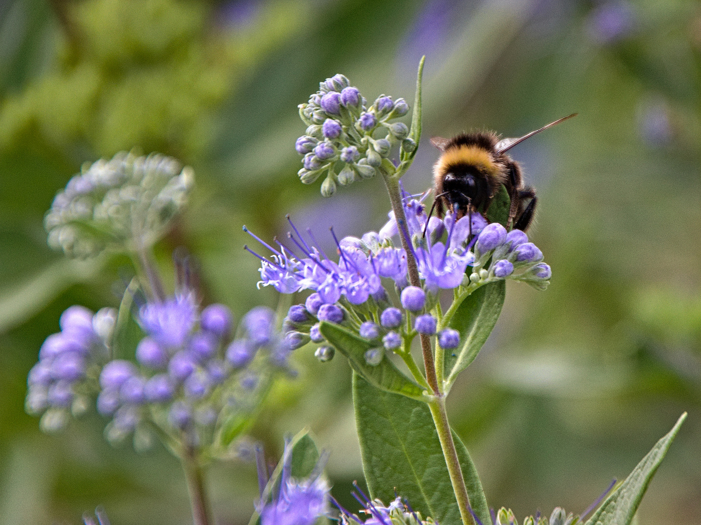 Hummel zu Besuch