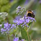 Hummel zu Besuch