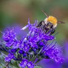 Hummel zu Besuch