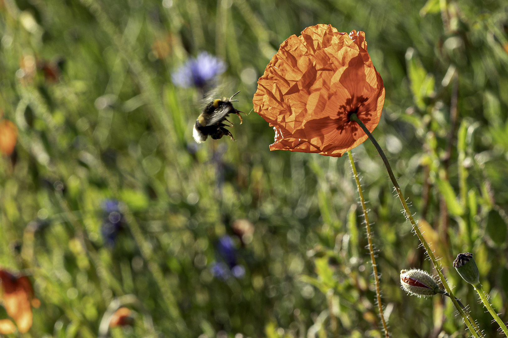 Hummel zu Klatschmohn