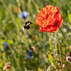 Hummel zu Klatschmohn