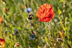 Hummel zu Klatschmohn