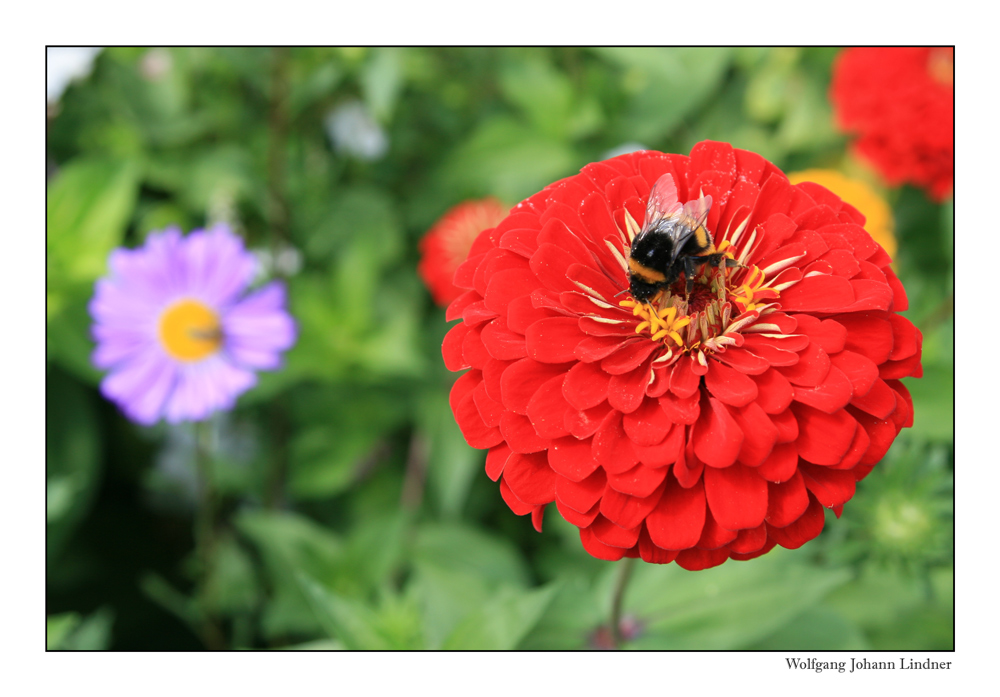 Hummel zur Mittagszeit