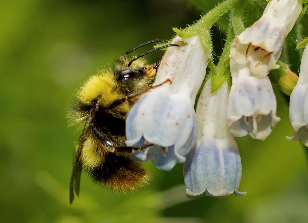 Hummel2