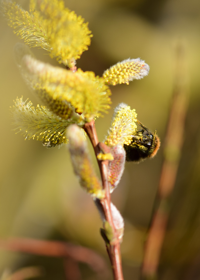 Hummel2