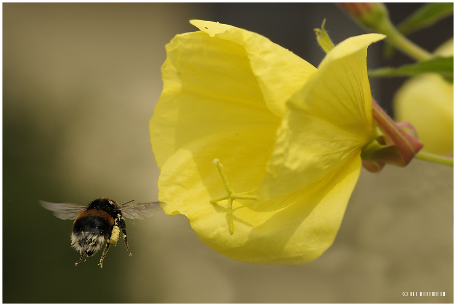 Hummel(an)flug