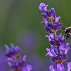 Hummelanflug auf die Lavendelblüte