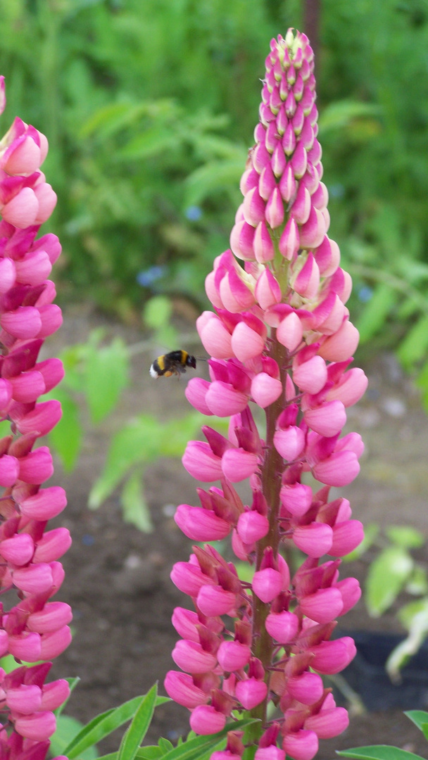 Hummelanflug auf Lupine /le bourdon et le lupin