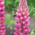 Hummelanflug auf Lupine /le bourdon et le lupin