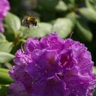 Hummelanflug auf Rhododendron