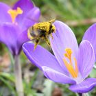 Hummelanlfug auf Krokusblüte