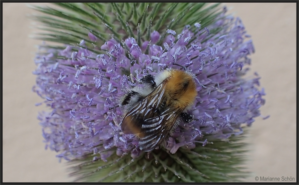 Hummelbesuch