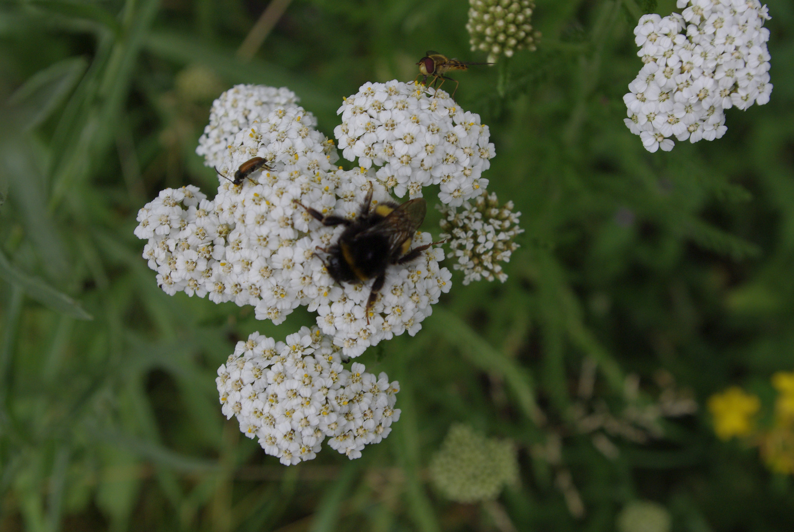 Hummelbesuch