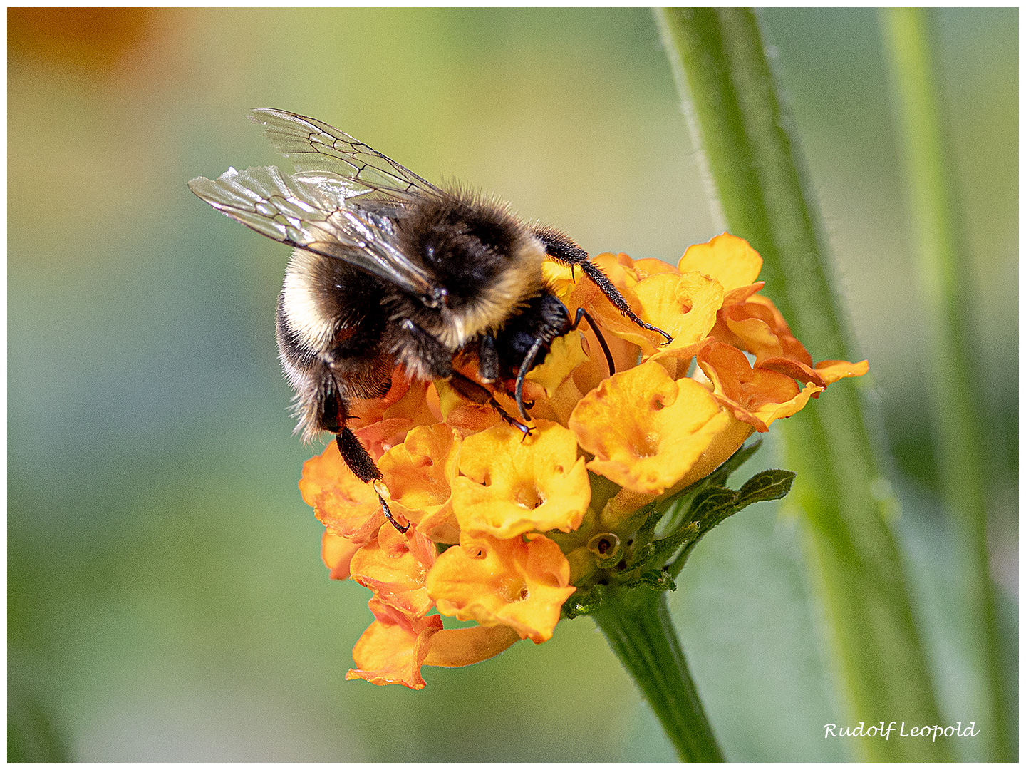 Hummelbesuch  auf gelben Blüten