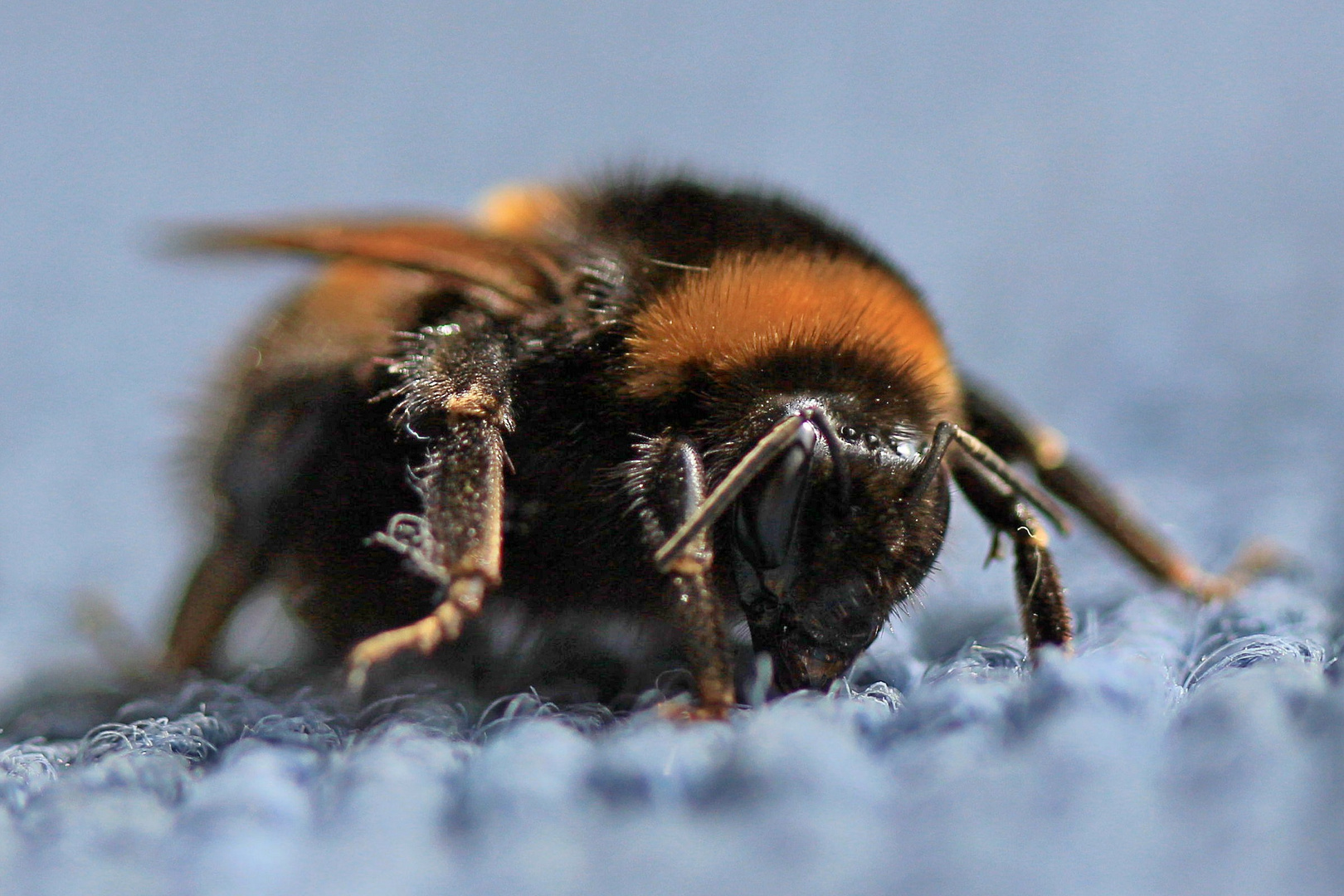 Hummelbesuch im Wohnzimmer