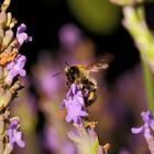 Hummel/Biene an Lavendel (II)