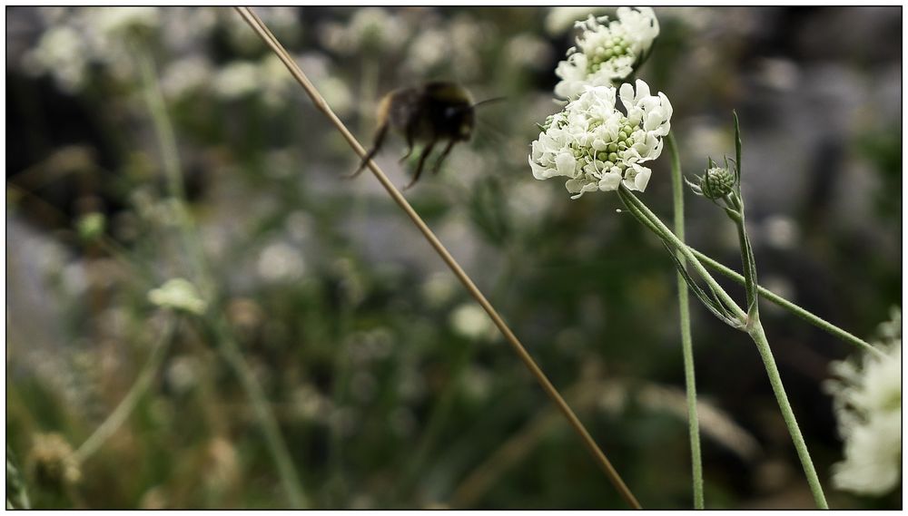 hummel.bild