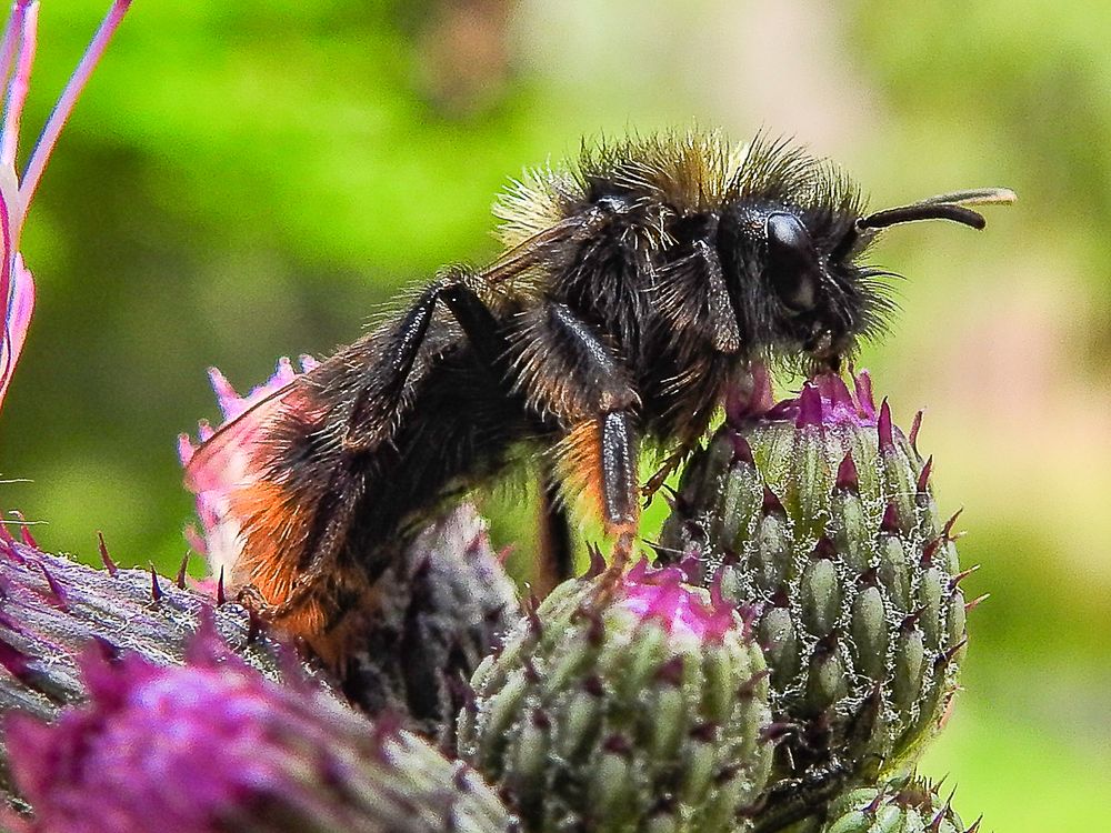 Hummelchen Foto & Bild wald, sommer, lila Bilder auf