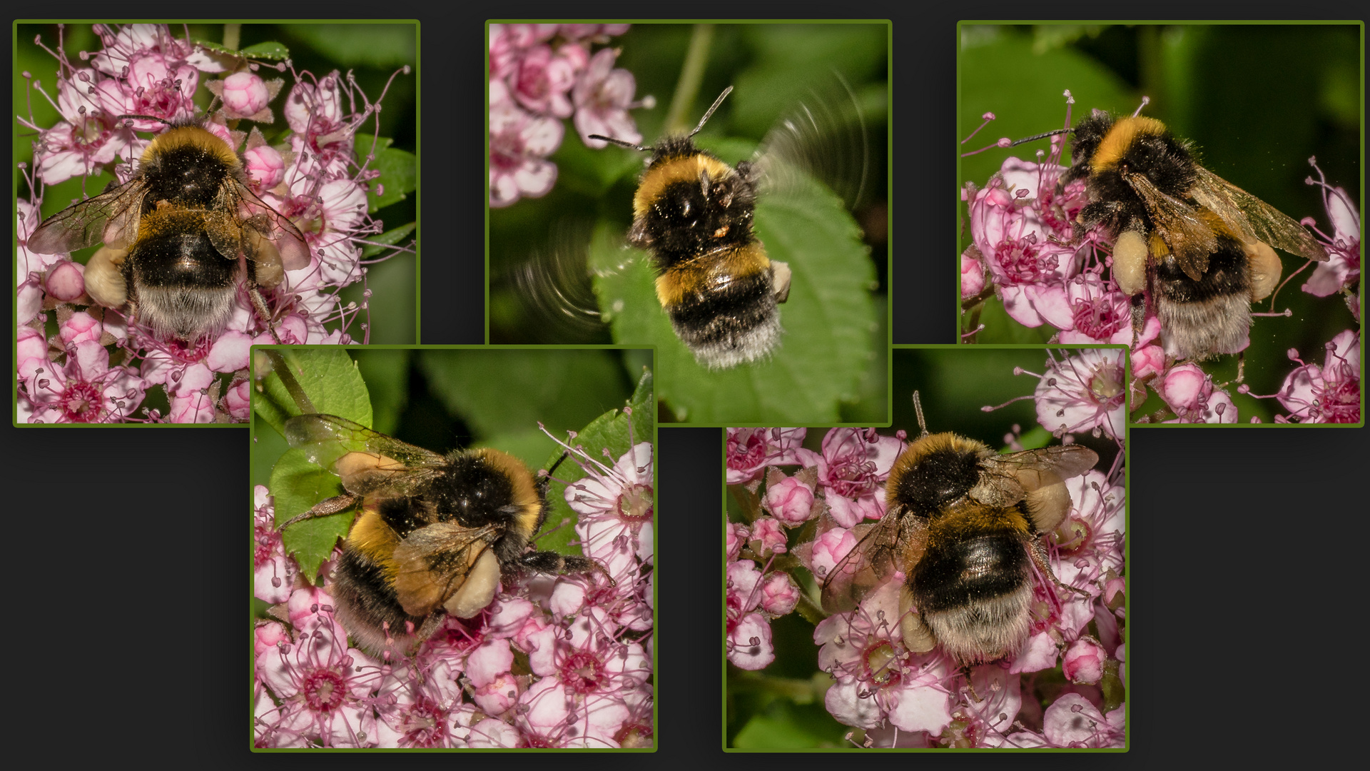 Hummelchen Foto & Bild art, spezial, makro Bilder auf