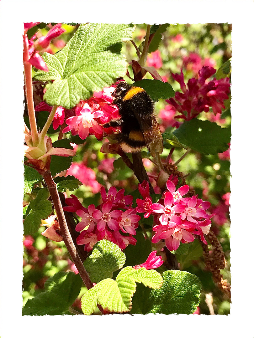 Hummelchen auf Blutjohannisbeerblüten