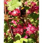 Hummelchen auf Blutjohannisbeerblüten