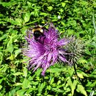 Hummelchen auf der Distel