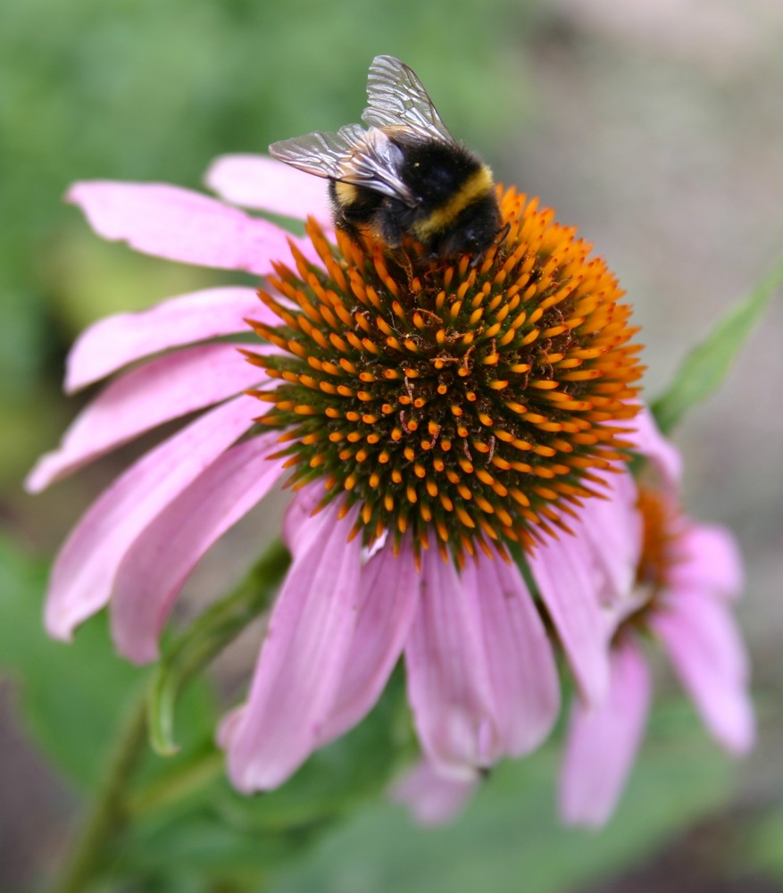 Hummelchen auf Echinacea