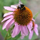 Hummelchen auf Echinacea