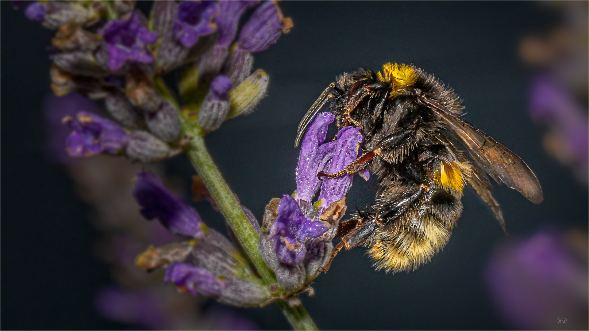 Hummelchen auf Lavendel