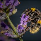 Hummelchen auf Lavendel