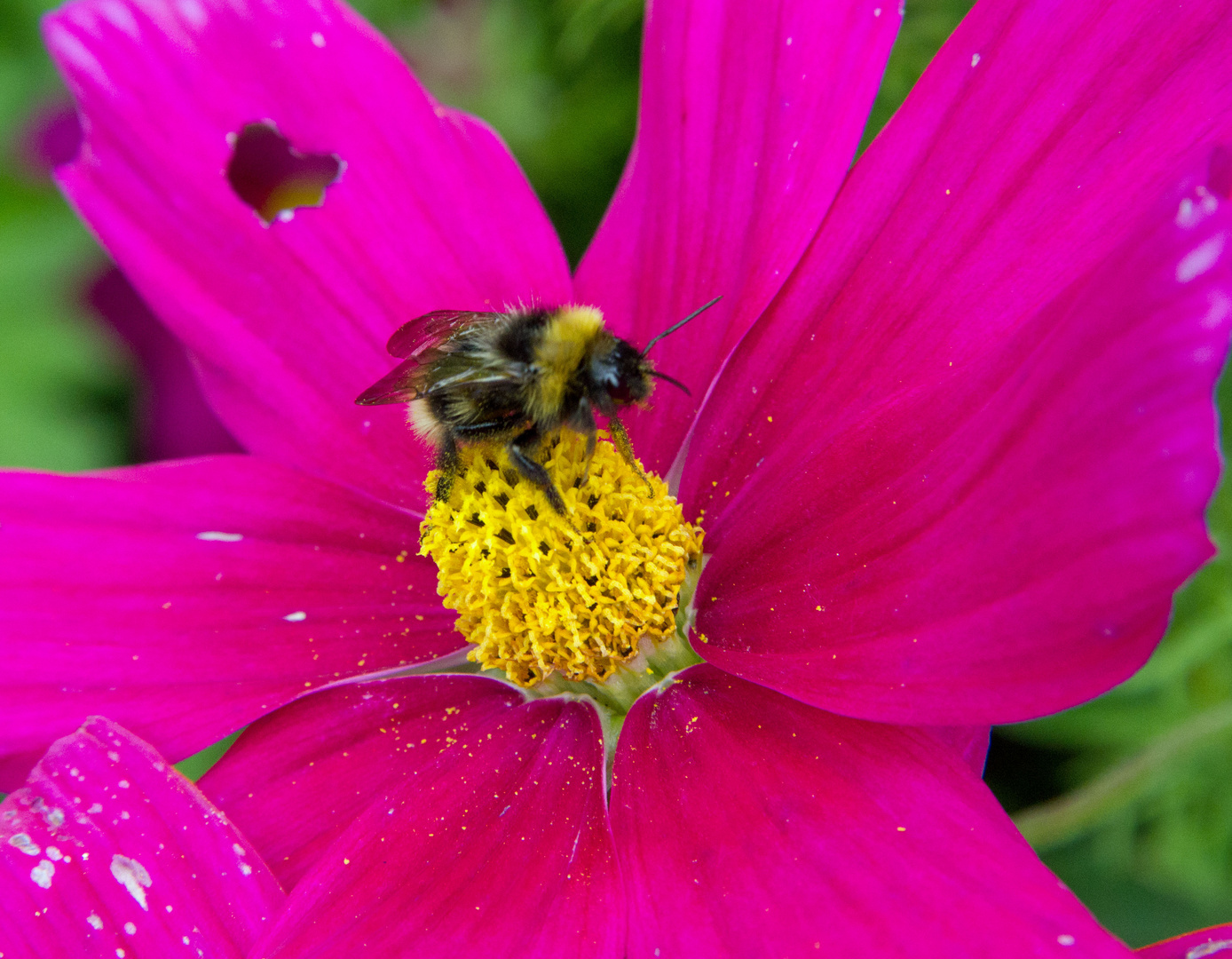 Hummelchen bei der Arbeit