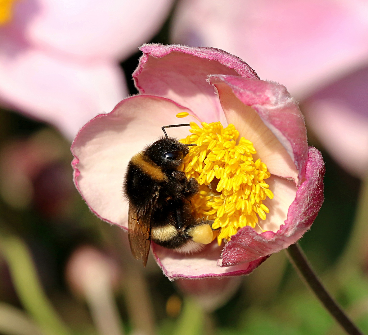 Hummelchen Foto & Bild natur, pflanzen, insekten Bilder auf