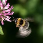 Hummelchen im Anflug