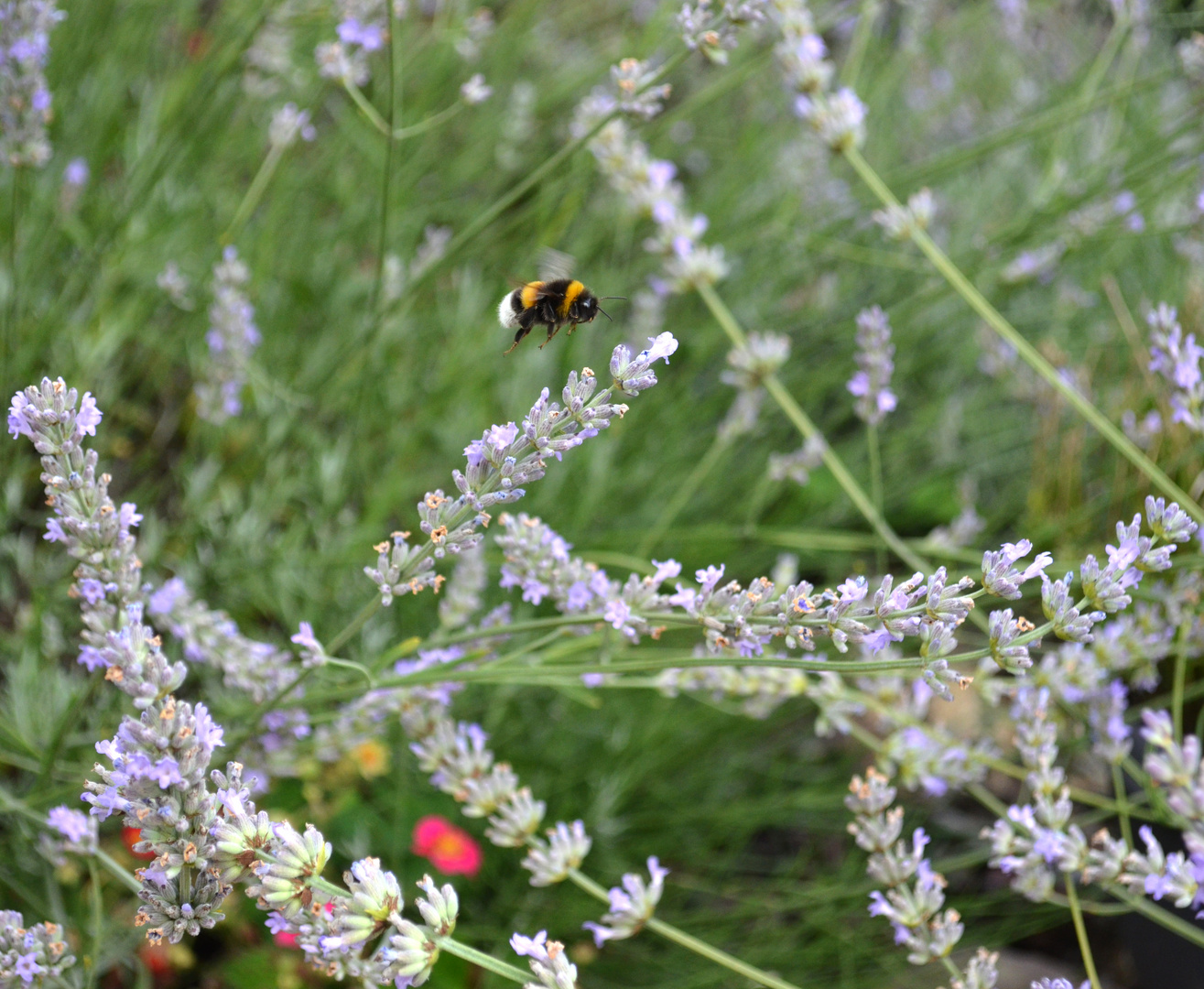 Hummelchen im Anflug