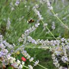 Hummelchen im Anflug