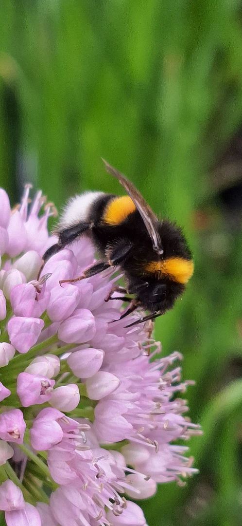 ....Hummelchen im Garten....