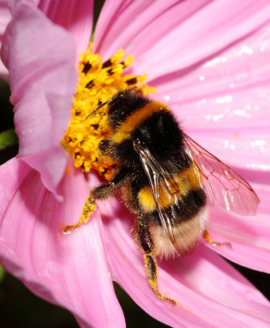 "Hummel'chen im Regen"