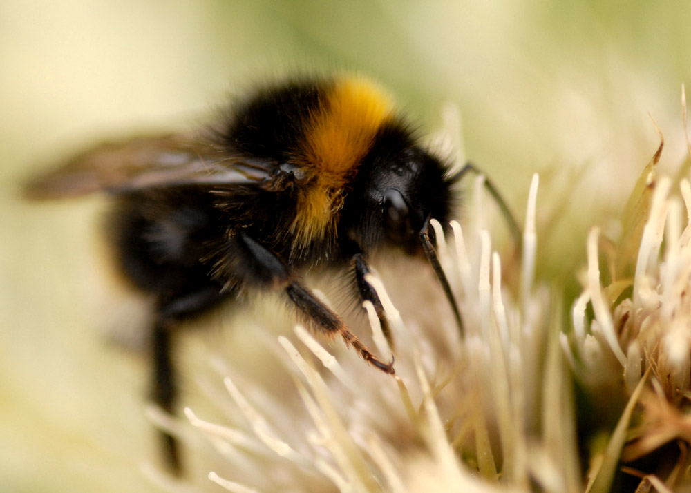 Hummelchen in der Distel