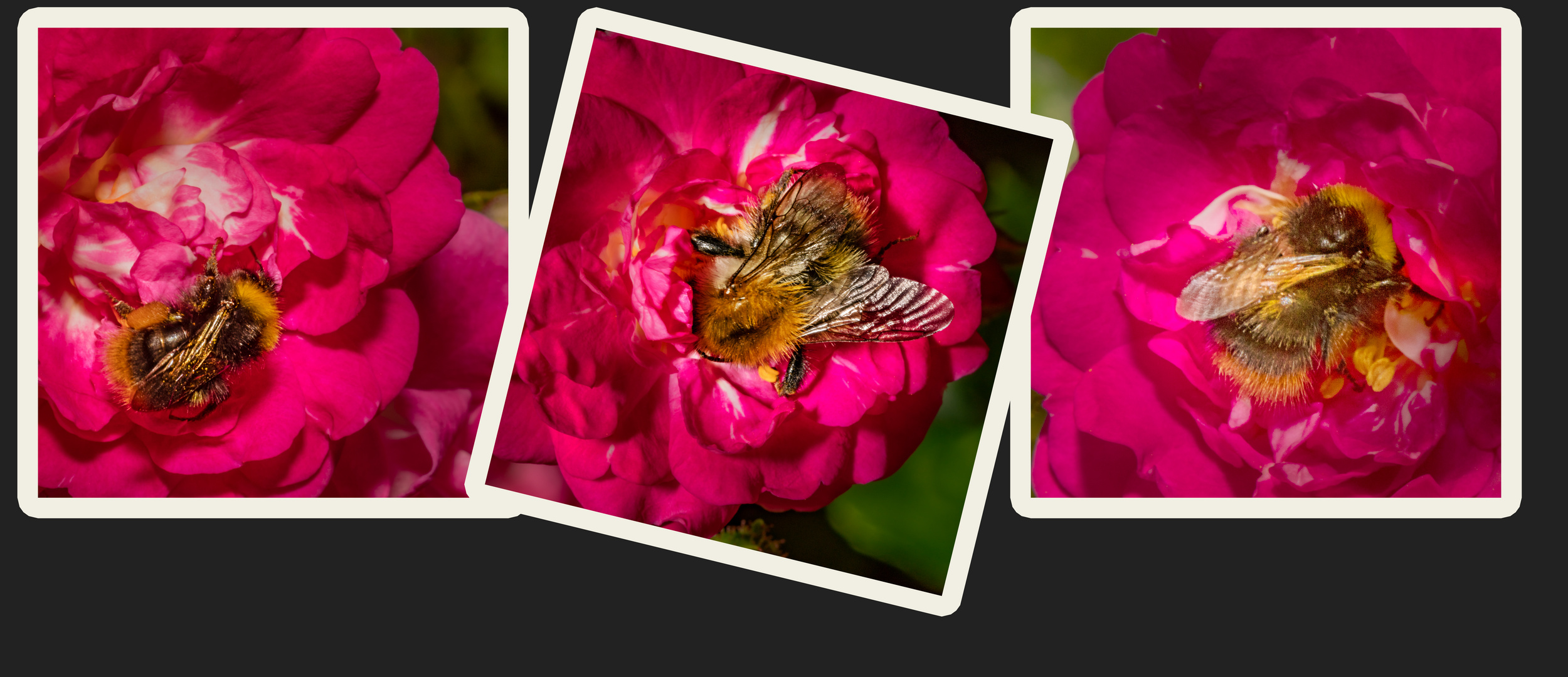 Hummelchen liebt Rosen