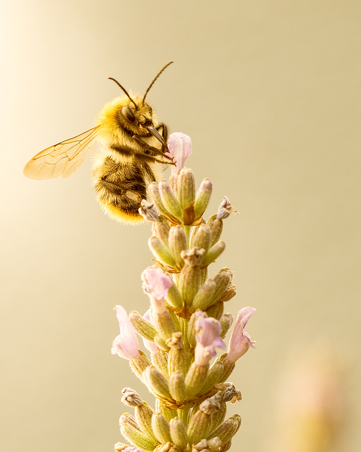 Hummelchen mag Lavendel