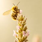 Hummelchen mag Lavendel